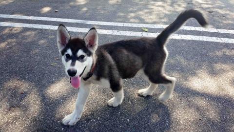 pitbull malamute puppy