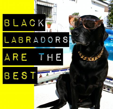 black labrador presents