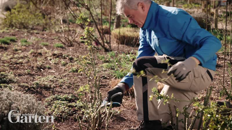 Rosen Schneiden Einfache Anleitung Mein Schoner Garten