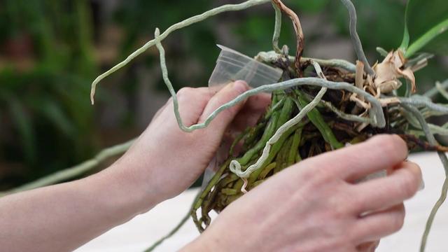 إعادة زراعة بساتين الفاكهة