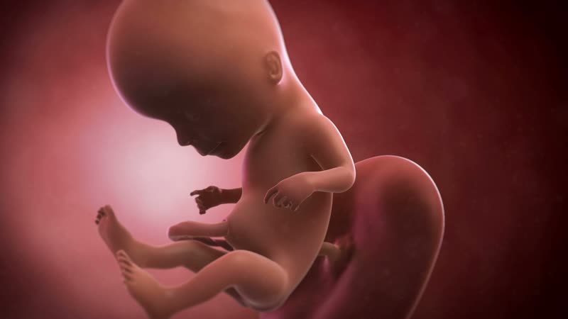 feto a las 15 semanas imagenes